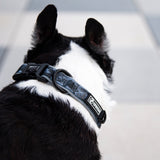 the gray camo dog collar - BRIXEN