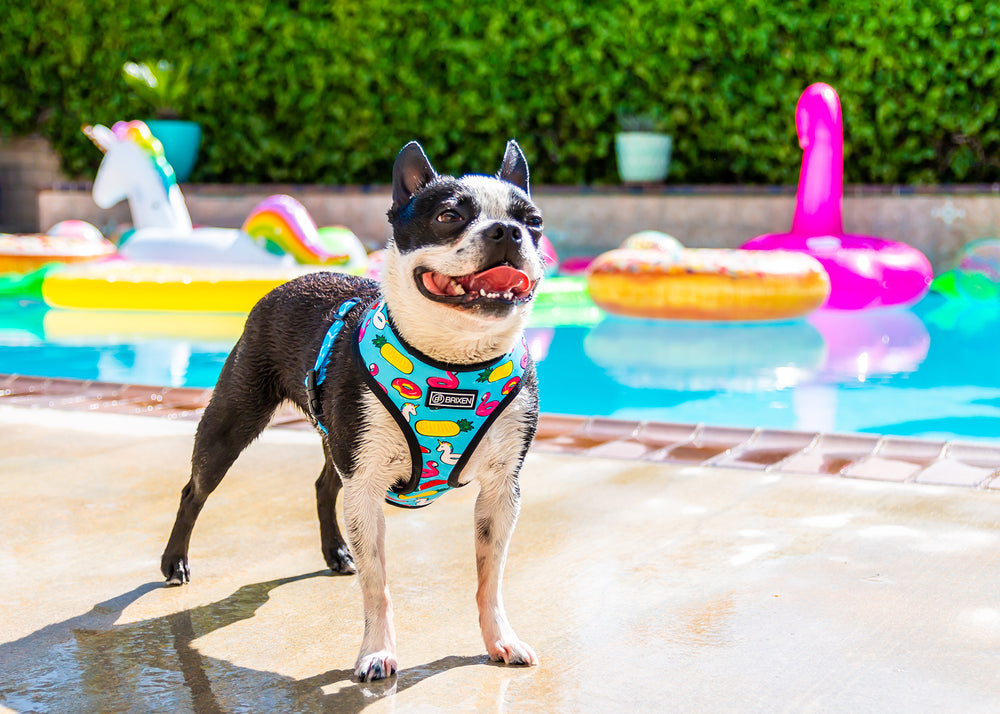 The Pool Party Reversible Dog Harness - Max - BRIXEN