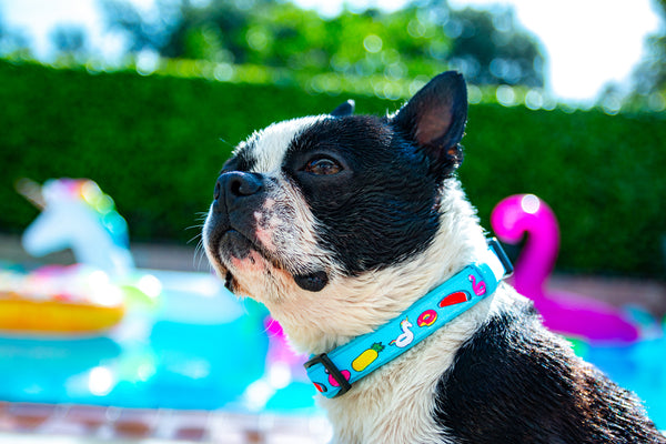 the pool party dog collar - BRIXEN
